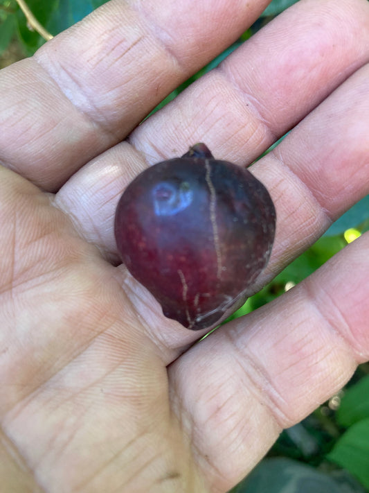 Strawberry guava live plant (Psidium cattleyanum)