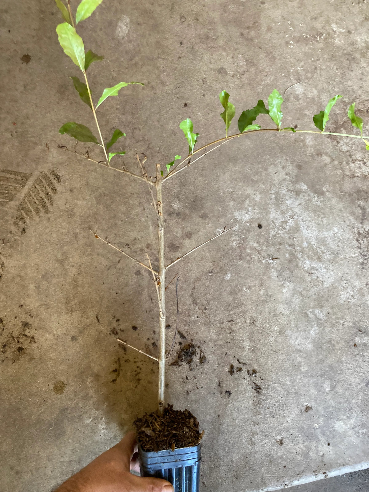 Pomegranate plant foliage detail