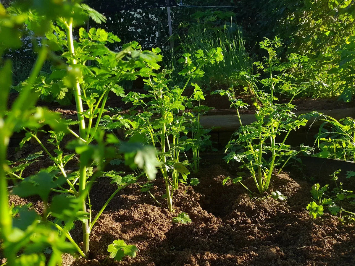 Herbs
