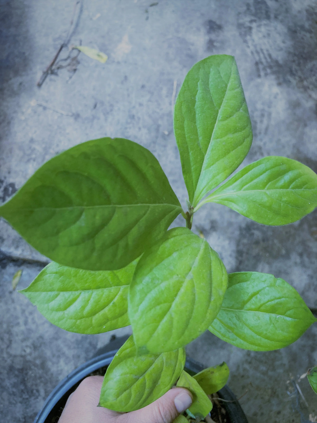 American persimmon bare root seedling