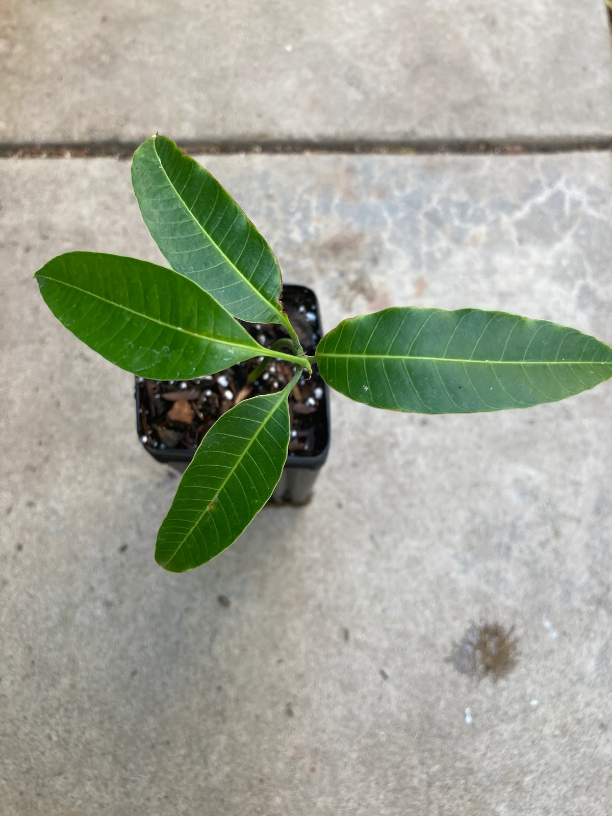 Ataulfo mango seedling detail