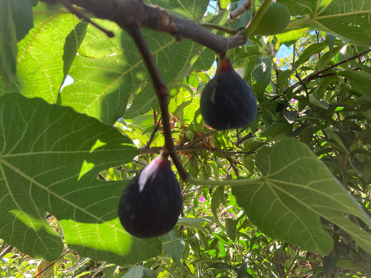 Fig scionwood cutting for grafting detail