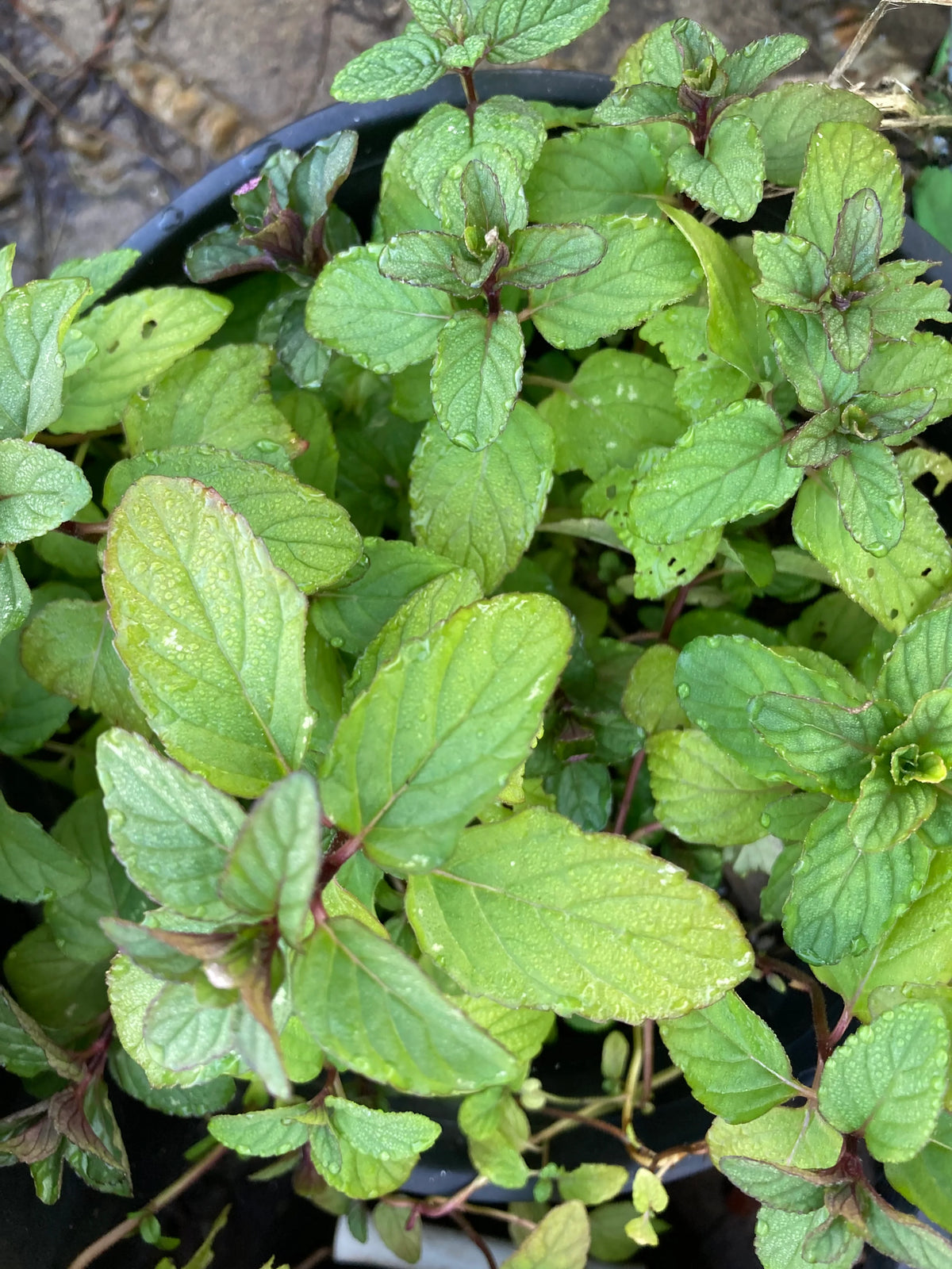 Chocolate mint herb detail