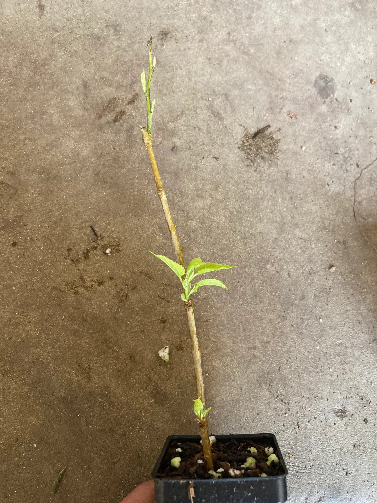 Mulberry grafting cuttings detail