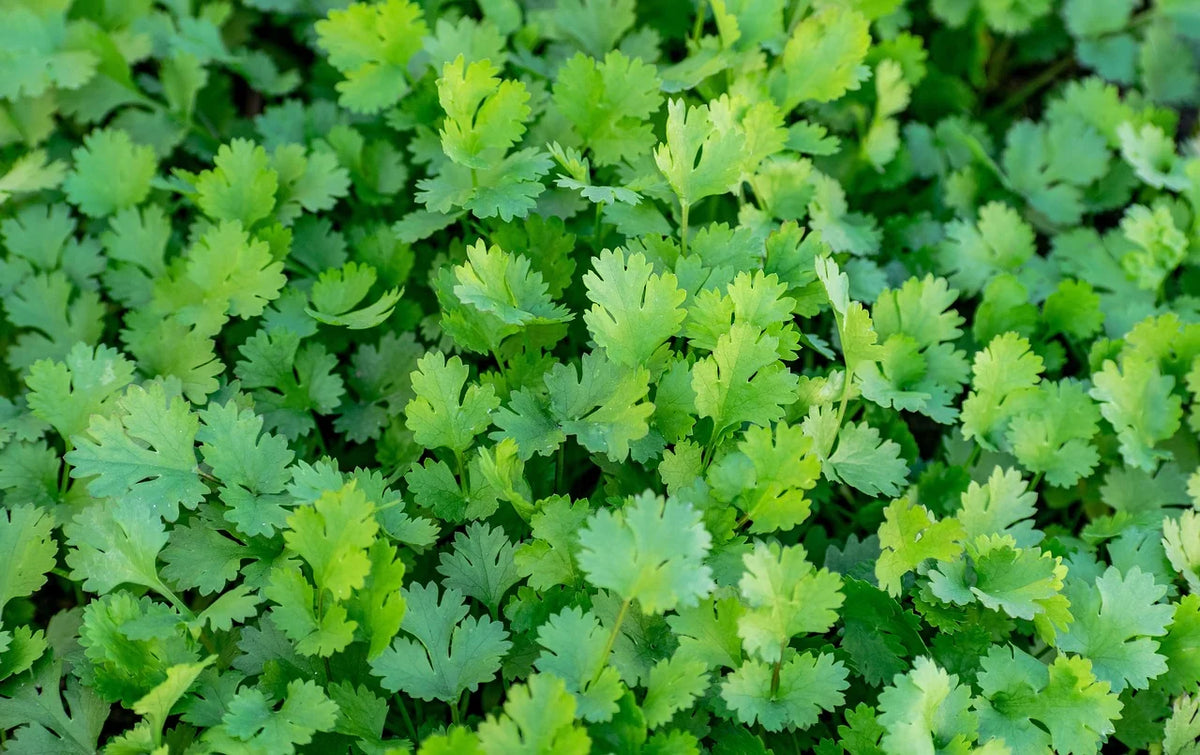 Mexican cilantro seeds packet detail