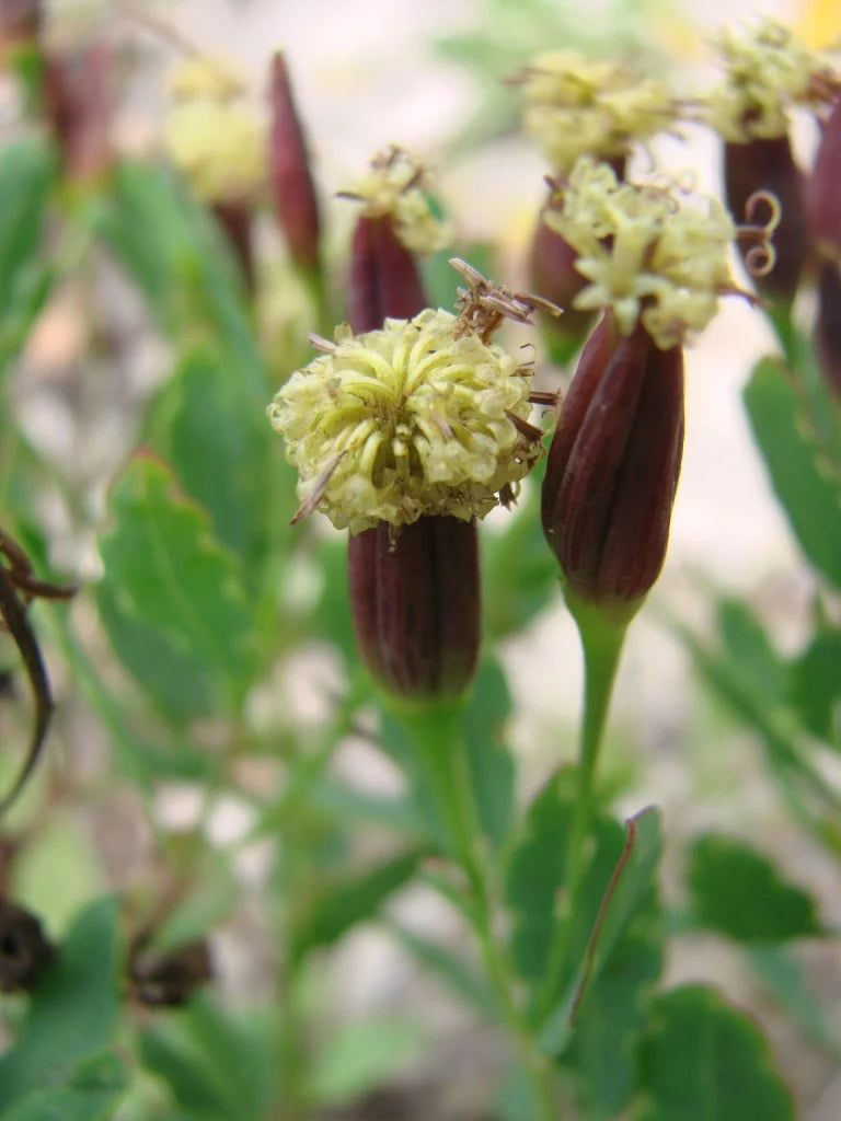 Papalo herb seeds detail