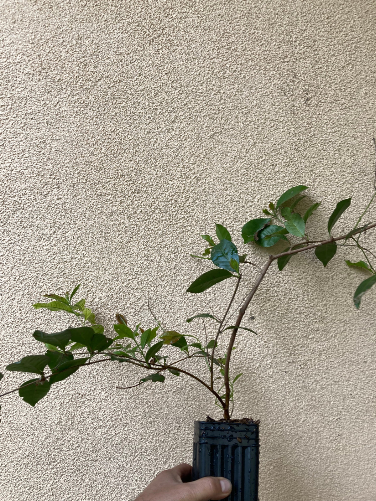 Strawberry guava plant foliage detail