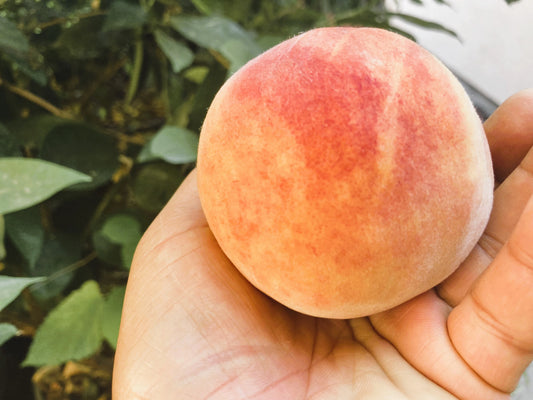 Red Haven Peach Scionwood for grafting fruit trees