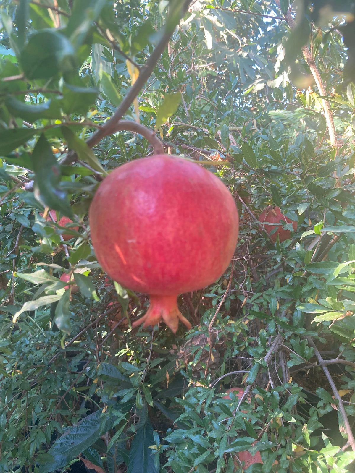 Pomegranate bare root seedling with green leaves, 2-3 feet tall