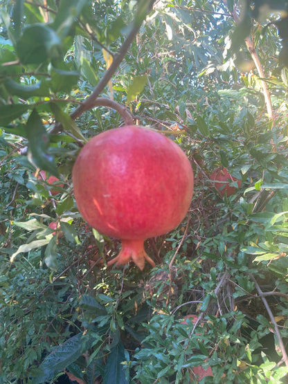 Pomegranate bare root seedling with green leaves, 2-3 feet tall