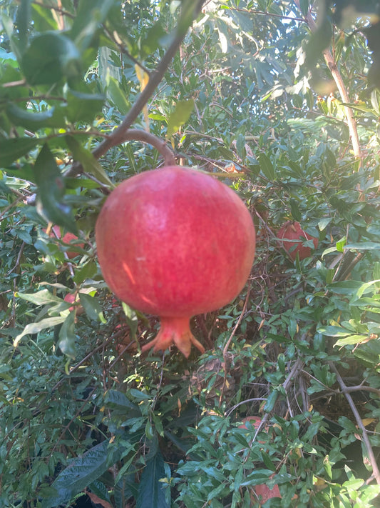 Pomegranate bare root seedling with green leaves, 2-3 feet tall